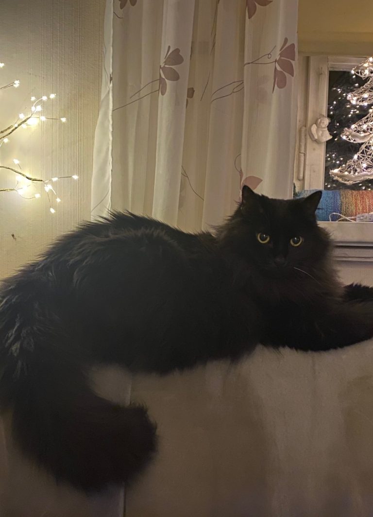 Unser Kater "Blacky"